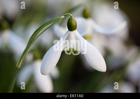 Macro image of a Galanthus S. Arnott snowdrop flowering amongst a bed of snowdrops in an English winter garden, UK Stock Photo