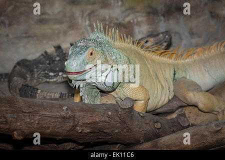 Photograph of a green iguana looking forward with a female in the background Stock Photo