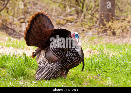 Wild Tom Turkey Stock Photo