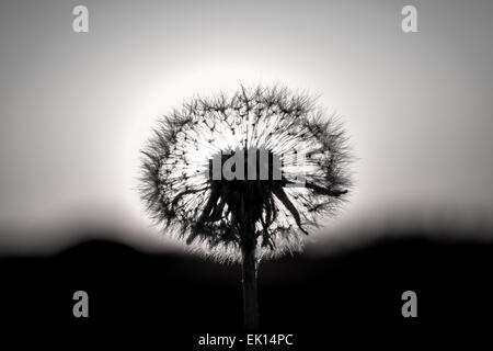 dandelion head black and white in the sun on sunset background Stock Photo