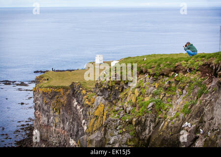 Photographing Puffin birds on the Latrabjarg cliffs in the Westfjords of Iceland. Stock Photo