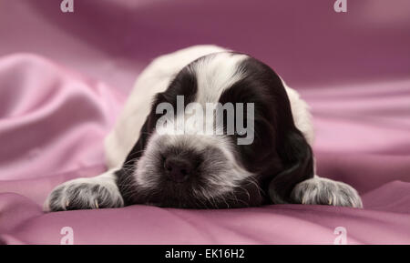 English Cocker Spaniel Puppies. Three weeks old. Stock Photo