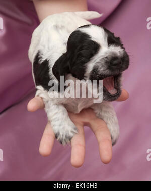 English Cocker Spaniel Puppies Sleeping on hand. Three weeks old. Stock Photo