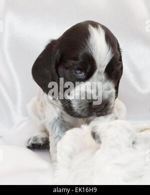 English Cocker Spaniel Puppies Sleeping in a Pile. Three weeks old. Stock Photo