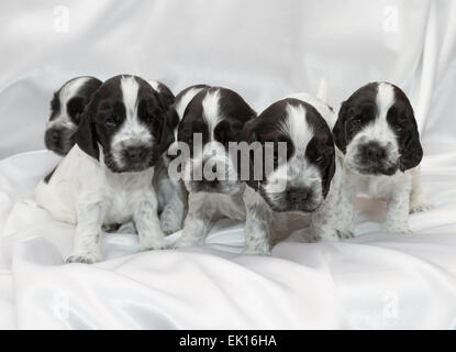 English Cocker Spaniel Puppies Sleeping in a Pile. Three weeks old. Stock Photo