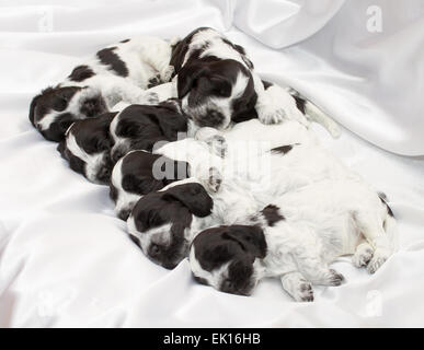 English Cocker Spaniel Puppies Sleeping side by side. Three weeks old. Stock Photo