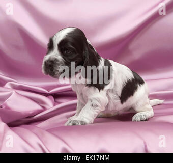 English Cocker Spaniel Puppies. Three weeks old. Stock Photo