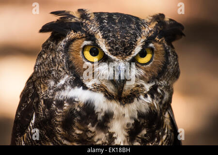 A portrait of a great horned owl.