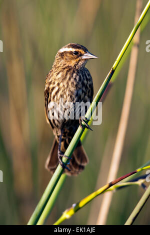 Red-winged Blackbird (Female) - Green Cay Wetlands - Boynton Beach, Florida USA Stock Photo