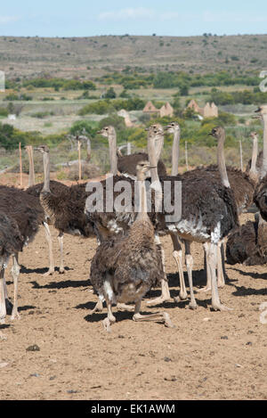Female ostriches (Struthio camelus) farmed for their meat on a commercial farm in Oudtshoorn, Western Cape, South Africa Stock Photo