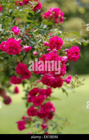 Rosa Excelsa, dark pink rambling rose Stock Photo