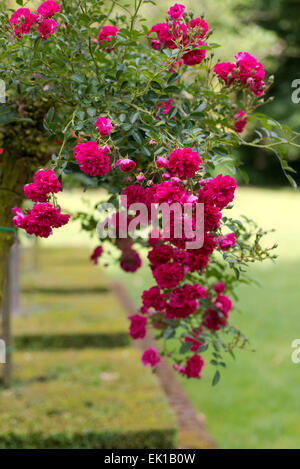 Rosa Excelsa, dark pink rambling rose Stock Photo