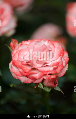 Japanese coral rose Roman Stock Photo