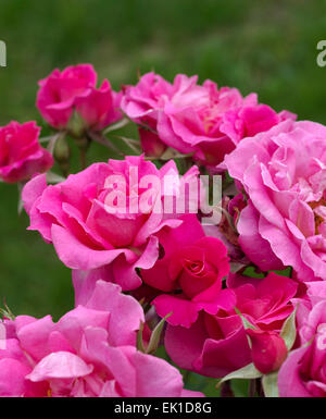 Dark pink rose Dornroschen Stock Photo