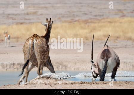 Giraffe (Giraffa camelopardalis) and a male gemsbok (Oryx gazella), drinking at waterhole, Etosha National Park, Namibia, Africa Stock Photo