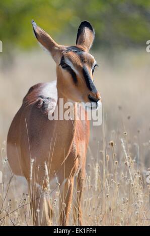 Black-faced impala (Aepyceros melampus petersi), adult female standing in tall grass, Etosha National Park, Namibia, Africa Stock Photo