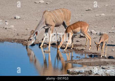Greater kudu (Tragelaphus strepciceros), female, and two male Black-faced impalas (Aepyceros melampus petersi), drinking, Etosha Stock Photo