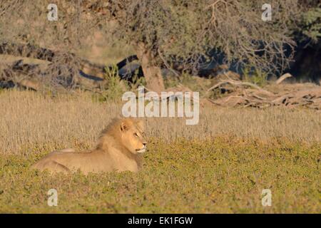 Lion (Panthera leo), male, lying in the grass, in the morning light, Kgalagadi Transfrontier Park, Northern Cape, South Africa Stock Photo