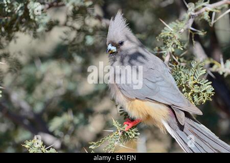 White-backed Mousebird (Colius colius), perched on a branch, Kgalagadi Transfrontier Park, Northern Cape, South Africa, Africa Stock Photo