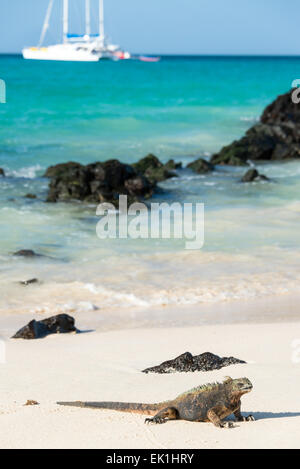 Marine iguana relaxing on a beach on Santa Cruz in the Galapagos Islands in Eucador Stock Photo