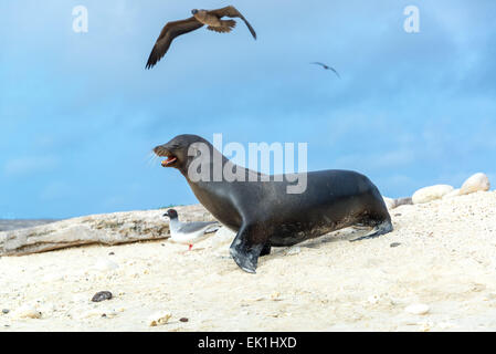 Sea lion with a Red Footed Booby overhead on Genovesa, part of the Galapagos Islands Stock Photo