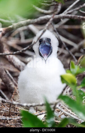 Fluffy white red footed booby chick on Genovesa in the Galapagos Islands Stock Photo