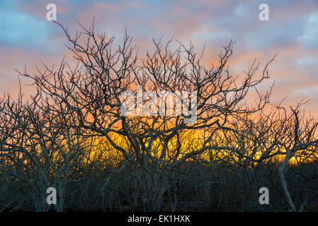 Colorful sunset behind twisted gnarled leafless trees on Genovesa Island in the Galapagos Islands in Eucador Stock Photo