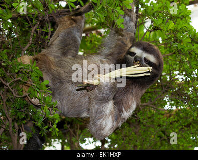 Sloth eating lunch hanging from a branch Stock Photo