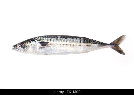 Whole Atlantic mackerel (Scomber scombrus) fish isolated on a white studio background. Stock Photo