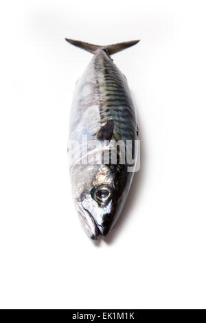 Whole Atlantic mackerel (Scomber scombrus) fish isolated on a white studio background. Stock Photo