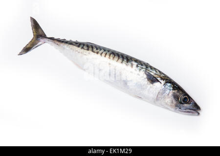 Whole Atlantic mackerel (Scomber scombrus) fish isolated on a white studio background. Stock Photo