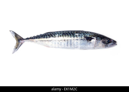 Whole Atlantic mackerel (Scomber scombrus) fish isolated on a white studio background. Stock Photo