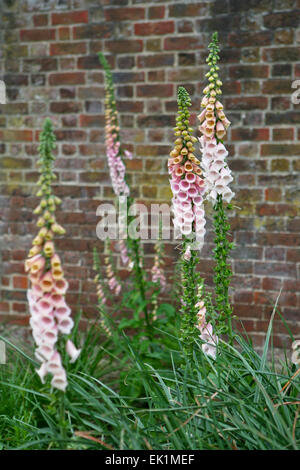 A group of flowering Digitalis 'Sutton's Apricot' / Foxgloves with a brick wall background Stock Photo