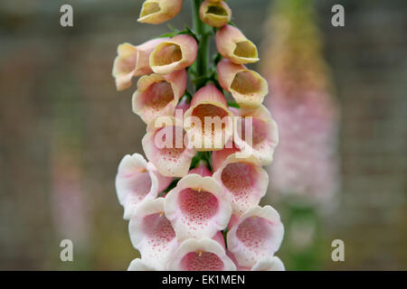 Close up of flowering Digitalis 'Sutton's Apricot' / Foxglove Stock Photo