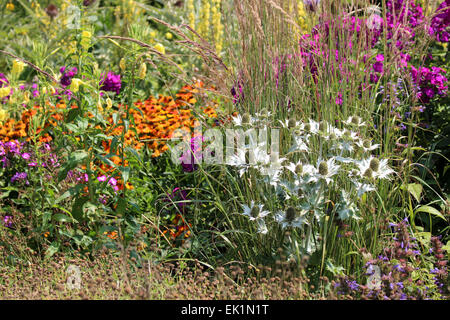 Planting combination - dry garden. Eryngium 'Silver Ghost', Stipa gigantea, Evening primrose, Helenium, Verbascum Stock Photo