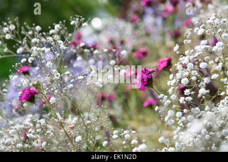 Dianthus giganteus with Gypsophila paniculata 'Bristol Fairy' Stock Photo