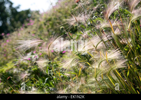 Hordeum jubatum - grass seed heads catching the sunlight Stock Photo