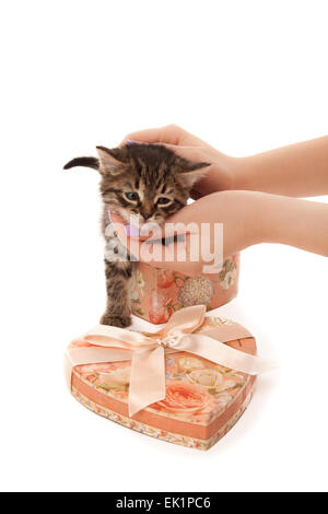 Woman's hands with cute kitten in heart-shaped box isolated on white Stock Photo