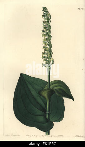 Gennaria diphylla (Heart-leaved herminium, Herminium cordatum). Stock Photo