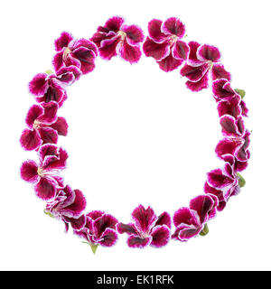 circle frame of blooming velvet purple geranium flower is isolated on white background. Royal Pelargonium Stock Photo