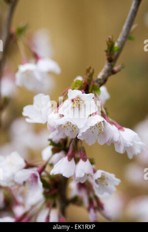 Prunus incisa 'Kojo-no-mai' blossom. Fuji cherry tree. Stock Photo