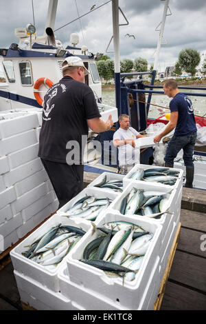 Boxed whole raw mackerel fish on the boat  at Trouville Sur Mer, Northern France, Europe Stock Photo