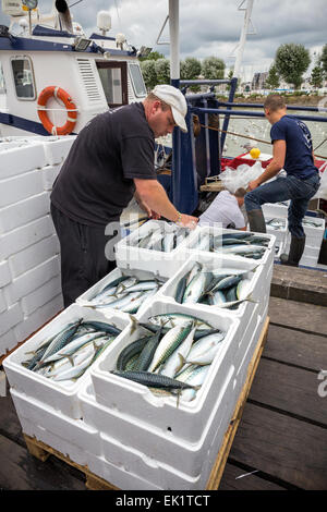 Boxed whole raw mackerel fish on the boat  at Trouville Sur Mer, Northern France, Europe Stock Photo