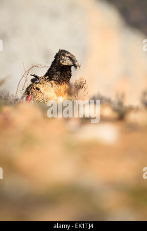 Bearded Vulture or Lammergeier (Gypaetus barbatus) on the ground. Pre-Pyrenees. Lleida province. Catalonia. Spain. Stock Photo