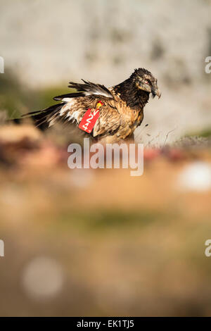 Bearded Vulture or Lammergeier (Gypaetus barbatus) on the ground. Pre-Pyrenees. Lleida province. Catalonia. Spain. Stock Photo