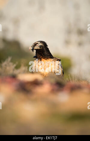 Bearded Vulture or Lammergeier (Gypaetus barbatus) on the ground. Pre-Pyrenees. Lleida province. Catalonia. Spain. Stock Photo