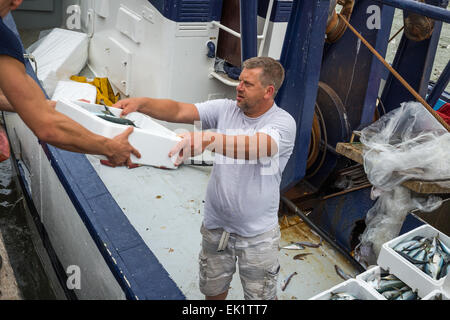 Fresh fish being landed and weighed on quayside at Trouville Sur Mer, Northern France, Europe Stock Photo