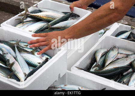 Boxed whole raw mackerel fish on the boat  at Trouville Sur Mer, Northern France, Europe Stock Photo