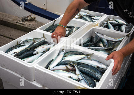 Boxed whole raw mackerel fish on the boat  at Trouville Sur Mer, Northern France, Europe Stock Photo