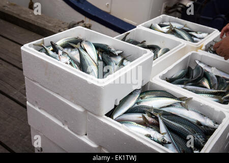 Boxed whole raw mackerel fish on the boat  at Trouville Sur Mer, Northern France, Europe Stock Photo